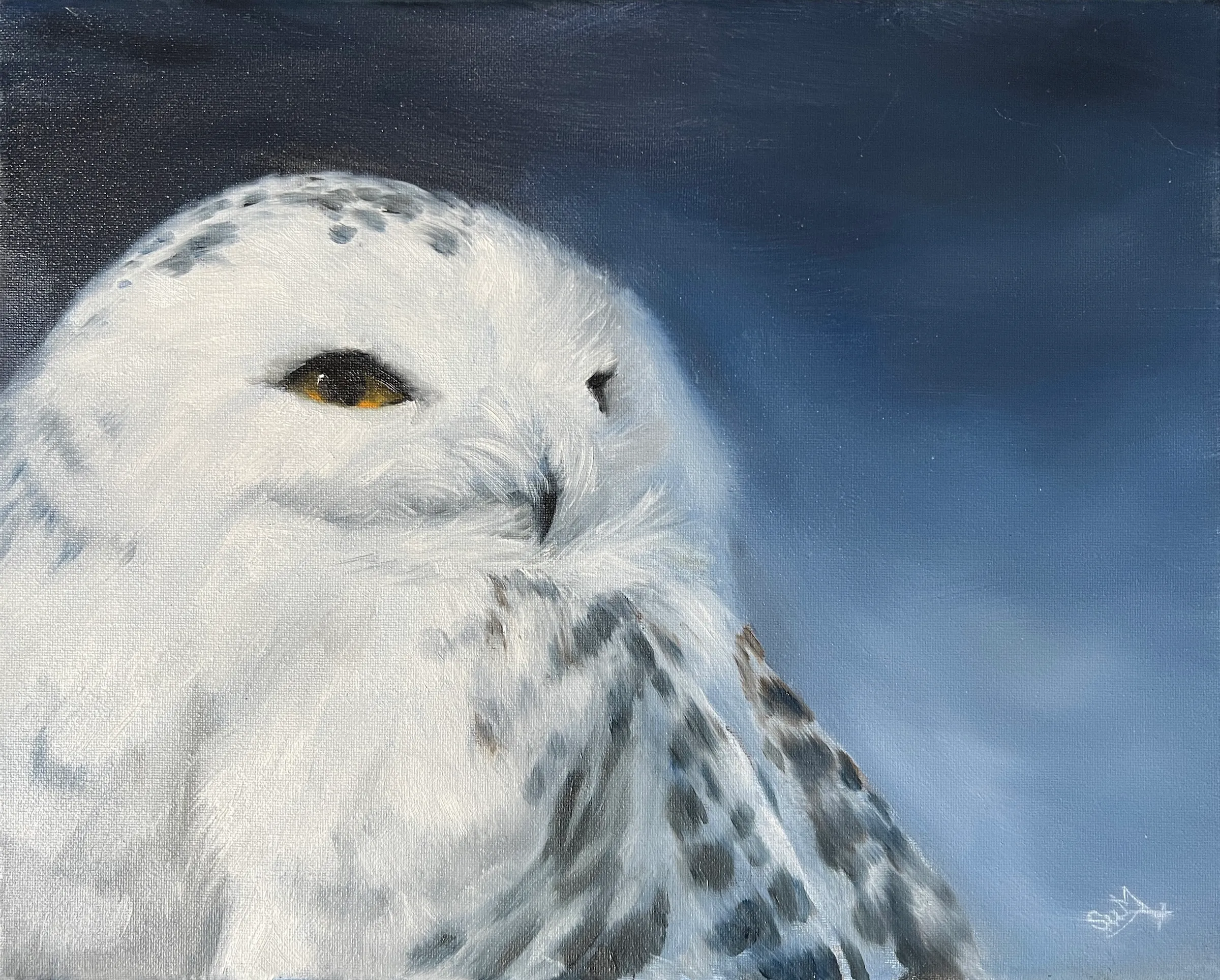 Harfang — art print of a snowy owl
