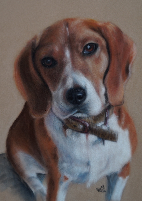 Beagle pet portrait