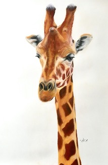 Giraffe on pastelmat paper