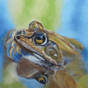 Common Frog